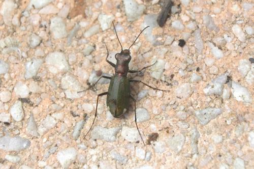 Réf. 185 903 : Cylindera germanica
